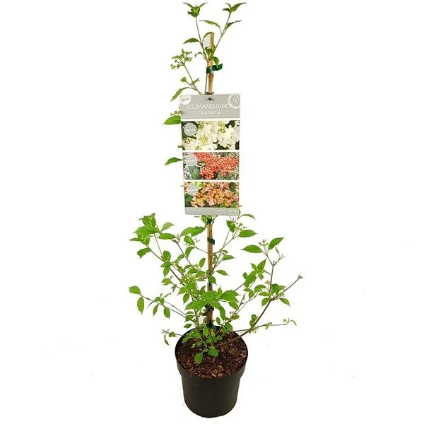 Viburnum Plicatum Kilimandjaro Sunrise - Pot 3 Ltr 7 Viburnum Plicatum Kilimandjaro Sunrise - Pot 3 Ltr - Afbeelding 5