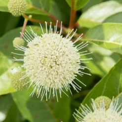 Cephalanthus Magical Moonlight - Pot 3 Ltr -Flora Hart Verkoopwinkel 1988461047