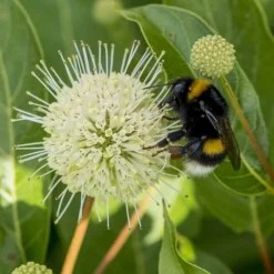 Cephalanthus Magical Moonlight - Pot 3 Ltr -Flora Hart Verkoopwinkel 1988461050