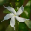 Gardenia Jasminoides Highlights Pinwheel - Totale Hoogte 30+ Cm - Pot Ø 19 Cm -Flora Hart Verkoopwinkel 1988465436