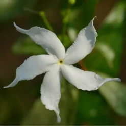 Gardenia Jasminoides Highlights Pinwheel - Totale Hoogte 30+ Cm - Pot Ø 19 Cm