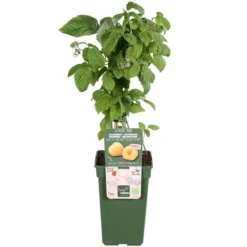 Rubus Idaeus Twotimer Sugana Geel - Bio - Pot 14 X 14 Cm