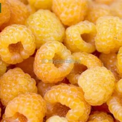 Rubus Idaeus Twotimer Sugana Geel - Bio - Pot 14 X 14 Cm -Flora Hart Verkoopwinkel 1988486382