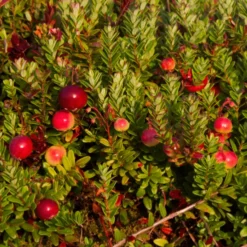 Vaccinium Macrocarpon Pilgrim 2 Ltr