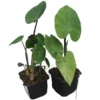 Colocasia Esculenta Set Van 2 - Pot 9 X 9 Cm -Flora Hart Verkoopwinkel 1990167837