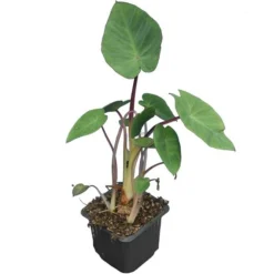 Colocasia Esculenta Set Van 2 - Pot 9 X 9 Cm -Flora Hart Verkoopwinkel 1990167843