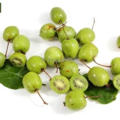 Actinidia Kolomikta - Pot 2 Ltr -Flora Hart Verkoopwinkel 1990204839