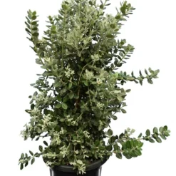 Flora Hart Verkoopwinkel -Flora Hart Verkoopwinkel 1990491897