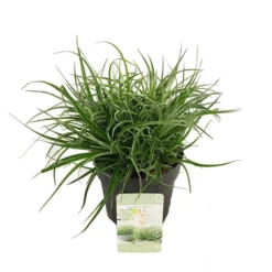 Fascicularia Bicolor 3 Ltr