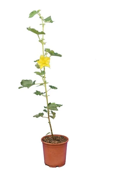 Fremontodendron California Glory - Pot Ø 21 Cm 6 Fremontodendron California Glory - Pot Ø 21 Cm - Afbeelding 4