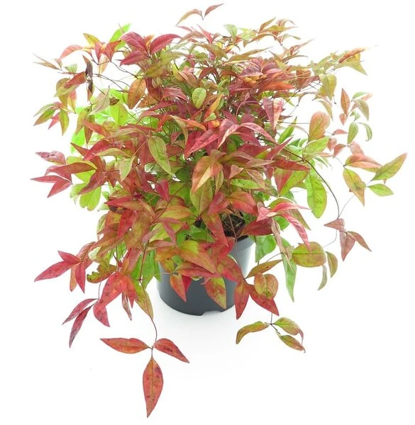 Nandina Domestica Firepower - Totale Hoogte 40-50 Cm - Pot Ø 19 Cm 3 Nandina Domestica Firepower - Totale Hoogte 40-50 Cm - Pot Ø 19 Cm