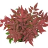 Nandina Domestica Obsessed - Totale Hoogte 80-100 Cm - Pot Γ 32 Cm 2 Nandina Domestica Obsessed - Totale Hoogte 80-100 Cm - Pot Γ 32 Cm -Flora Hart Verkoopwinkel 1990534773