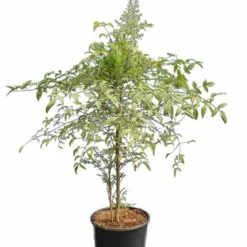 Nandina Domestica - Totale Hoogte 90-110 Cm - Pot Ø 32 Cm