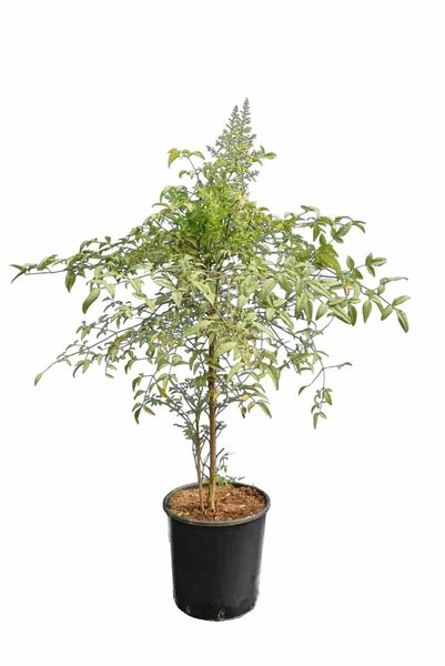 Nandina Domestica - Totale Hoogte 90-110 Cm - Pot Ø 32 Cm 3 Nandina Domestica - Totale Hoogte 90-110 Cm - Pot Ø 32 Cm