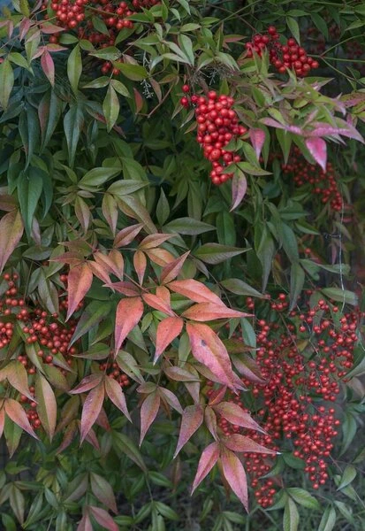 Nandina Domestica - Totale Hoogte 90-110 Cm - Pot Ø 32 Cm 4 Nandina Domestica - Totale Hoogte 90-110 Cm - Pot Ø 32 Cm - Afbeelding 2