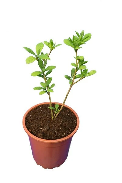 Brunfelsia Pauciflora - Totale Hoogte 60-80 Cm - Pot Ø 21 Cm 4 Brunfelsia Pauciflora - Totale Hoogte 60-80 Cm - Pot Ø 21 Cm - Afbeelding 2