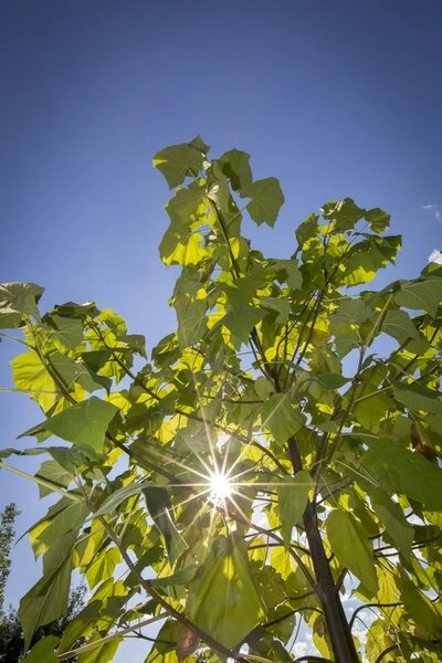 Paulownia Tomentosa - Totale Hoogte 40+ Cm - Pot Ø 26 Cm 3 Paulownia Tomentosa - Totale Hoogte 40+ Cm - Pot Ø 26 Cm