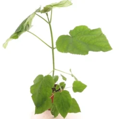 Paulownia Tomentosa - Totale Hoogte 40+ Cm - Pot Ø 26 Cm 9 Paulownia Tomentosa - Totale Hoogte 40+ Cm - Pot Ø 26 Cm -Flora Hart Verkoopwinkel 1990835358