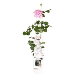 Rosa Crazy In Love Climbers Roze 2 Ltr