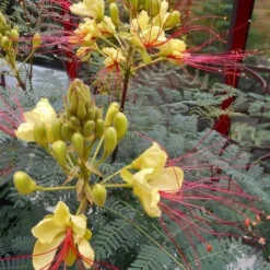 Caesalpinia Gilliesii - Totale Hoogte 90-110 Cm - Pot Ø 21 Cm -Flora Hart Verkoopwinkel 1990976679