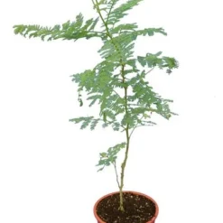 Caesalpinia Gilliesii - Totale Hoogte 90-110 Cm - Pot Ø 21 Cm -Flora Hart Verkoopwinkel 1990976682