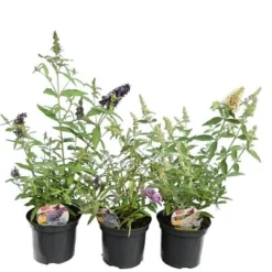Buddleja Buzz Set Van 3 - Ivory + Midnight + Violet - Pot 3 Ltr