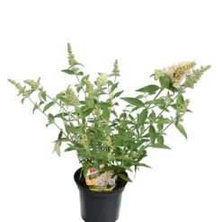 Buddleja Buzz Set Van 3 - Ivory + Midnight + Violet - Pot 3 Ltr -Flora Hart Verkoopwinkel 1990988979