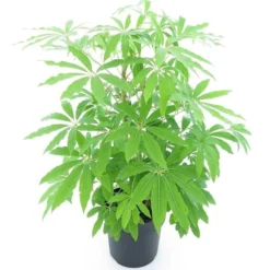 Schefflera Taiwaniana - Totale Hoogte 30-50 Cm - Pot Ø 19 Cm