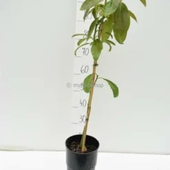 Persea Americana - Totale Hoogte 100-120 Cm - Pot Ø 18 Cm -Flora Hart Verkoopwinkel 1990989795