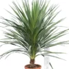 Cordyline Australis - Stam 20-40 Cm - Totale Hoogte 150-180 Cm - Pot Ø 35 Cm -Flora Hart Verkoopwinkel 1990990767