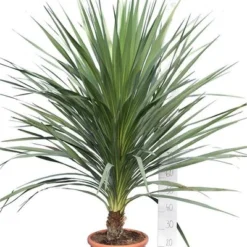 Cordyline Australis - Stam 20-40 Cm - Totale Hoogte 150-180 Cm - Pot Ø 35 Cm
