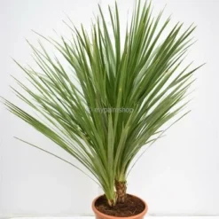 Cordyline Australis - Stam 20-40 Cm - Totale Hoogte 150-180 Cm - Pot Ø 35 Cm -Flora Hart Verkoopwinkel 1990990770