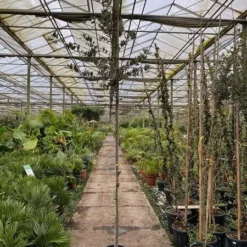 Quercus Ilex - Pot Ø 35 Cm -Flora Hart Verkoopwinkel 1991044917