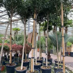 Nerium Oleander - Pot Ø 55 Cm [pallet]