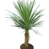 Cordyline Australis - Stam 30-50 Cm - Totale Hoogte 150-180 Cm - Pot Ø 38 Cm [pallet] -Flora Hart Verkoopwinkel 1991050005