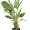 Strelitzia Nicolai - Totale Hoogte 140-160 Cm - Pot Ø 36 Cm - 3 Planten Per Pot [pallet] -Flora Hart Verkoopwinkel 1991050566