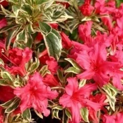 Rhododendron Bollywood - Totale Hoogte 35-45 Cm - Pot 3 Ltr