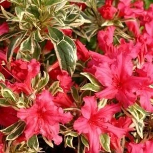 Rhododendron Bollywood - Totale Hoogte 35-45 Cm - Pot 3 Ltr 3 Rhododendron Bollywood - Totale Hoogte 35-45 Cm - Pot 3 Ltr