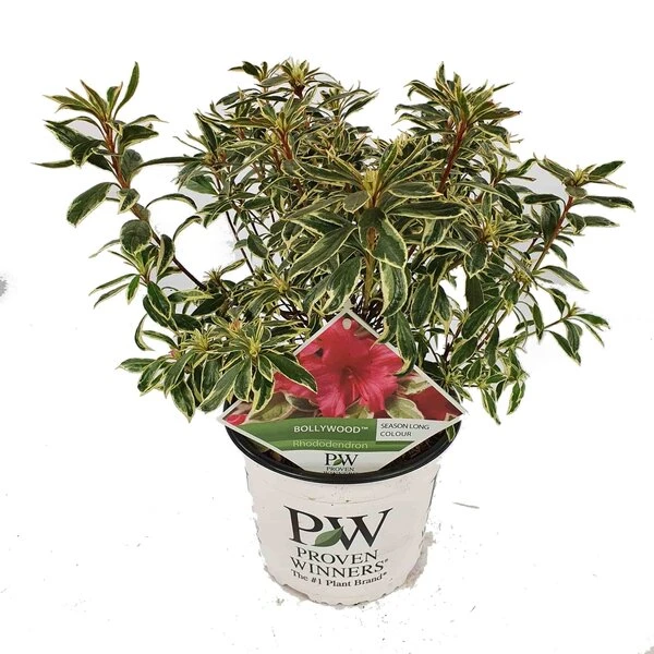 Rhododendron Bollywood - Totale Hoogte 35-45 Cm - Pot 3 Ltr 4 Rhododendron Bollywood - Totale Hoogte 35-45 Cm - Pot 3 Ltr - Afbeelding 2