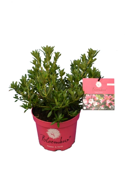 Bloombux Magenta - Rhododendron Micranthum Microhirs - Totale Hoogte 25-40 Cm - Pot 2 Ltr 3 Bloombux Magenta - Rhododendron Micranthum Microhirs - Totale Hoogte 25-40 Cm - Pot 2 Ltr