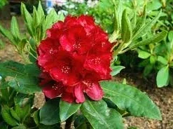 Rhododendron Nova Zembla - Totale Hoogte 50-60 Cm - Pot 5 Ltr