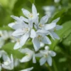 Deutzia Yuki Snowflake - Totale Hoogte 30-40 - Pot 3 Ltr -Flora Hart Verkoopwinkel 1991142660