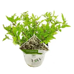 Flora Hart Verkoopwinkel -Flora Hart Verkoopwinkel 1991142663