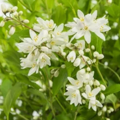 Deutzia Yuki Snowflake - Totale Hoogte 30-40 - Pot 3 Ltr -Flora Hart Verkoopwinkel 1991142669