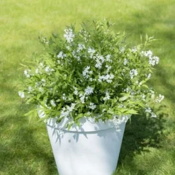 Deutzia Yuki Snowflake - Totale Hoogte 30-40 - Pot 3 Ltr -Flora Hart Verkoopwinkel 1991142675