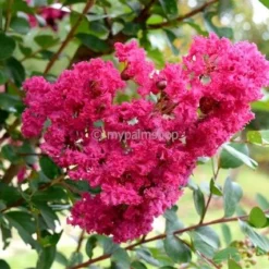 Lagerstroemia Indica Berry Dazzle - Totale Hoogte 30-40 Cm - Pot Ø 18 Cm -Flora Hart Verkoopwinkel 1991161944