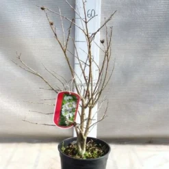 Lagerstroemia Indica Berry Dazzle - Totale Hoogte 30-40 Cm - Pot Ø 18 Cm -Flora Hart Verkoopwinkel 1991161947