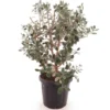 Acca Sellowiana - Pot Ø 40 Cm [pallet] -Flora Hart Verkoopwinkel 1991170806