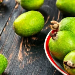 Acca Sellowiana - Pot Ø 40 Cm [pallet] -Flora Hart Verkoopwinkel 1991170815