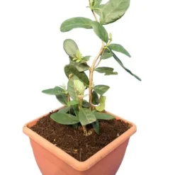 Acca Sellowiana - Pot Ø 24 Cm -Flora Hart Verkoopwinkel 1991170863